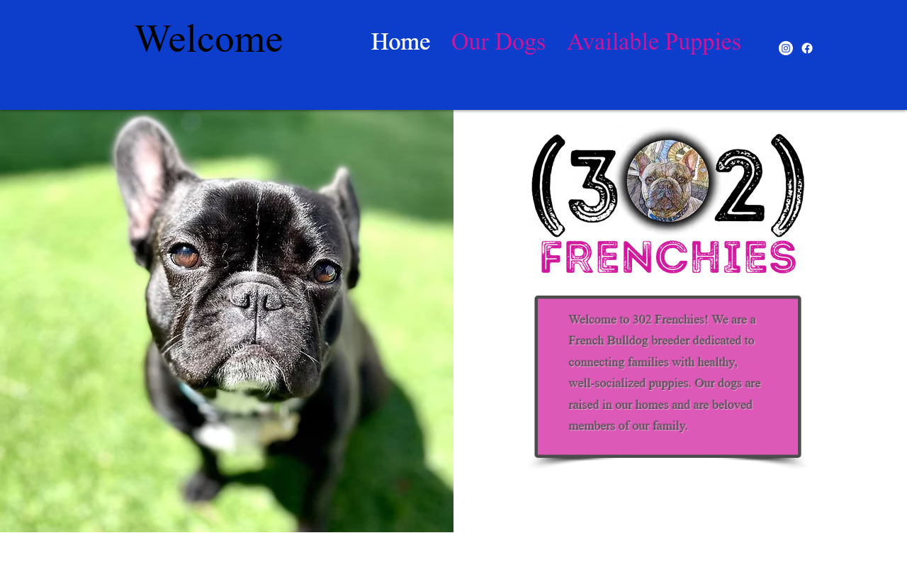 302frenchies.com screenshot