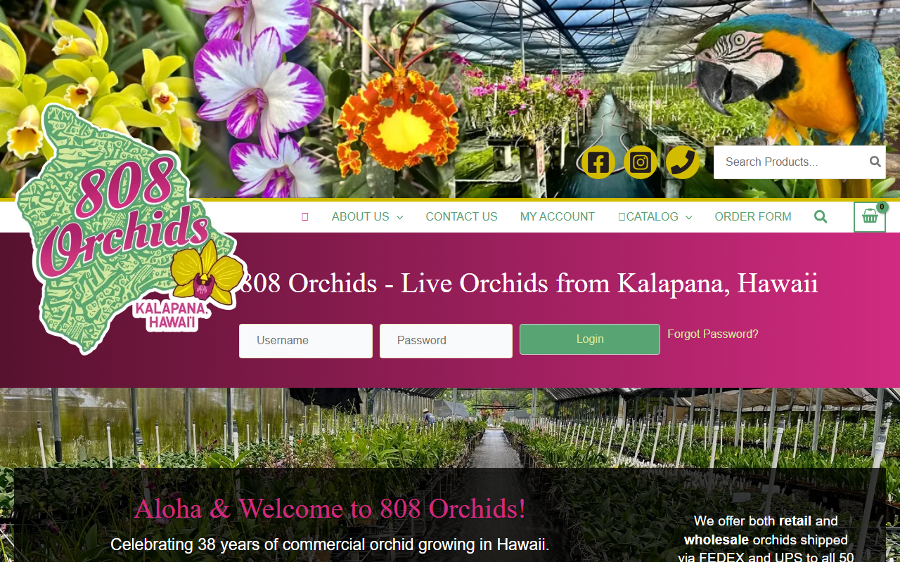 808orchids.com screenshot