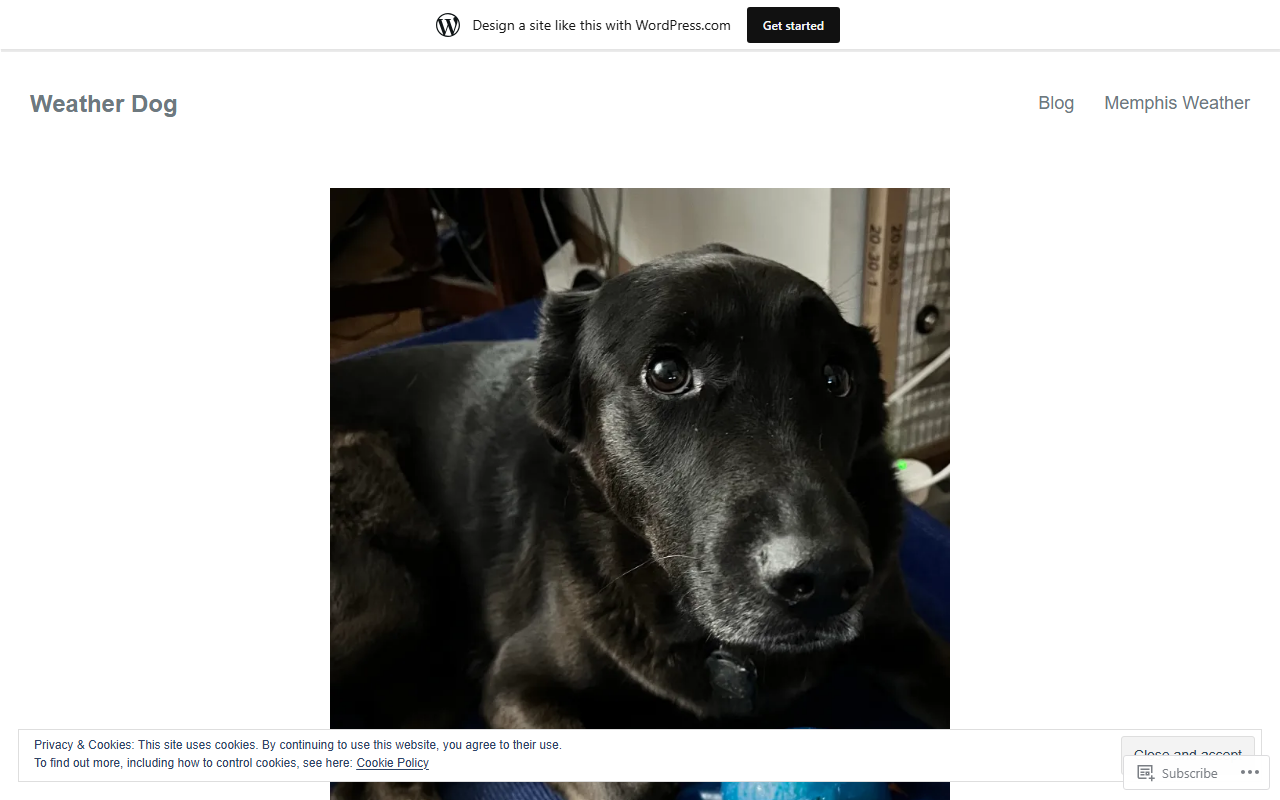 901weatherdog.com screenshot